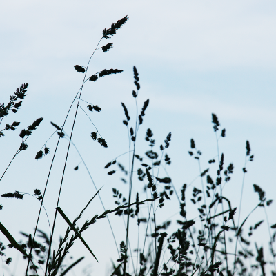Reeds, par Xavier E. G. Dierick